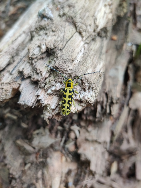 Saperda scalaris - létracincér