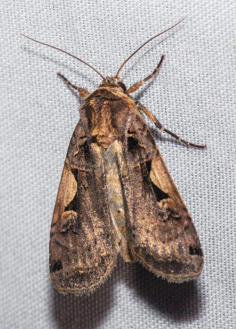 Xestia c-nigrum - c-betűs fűbagoly