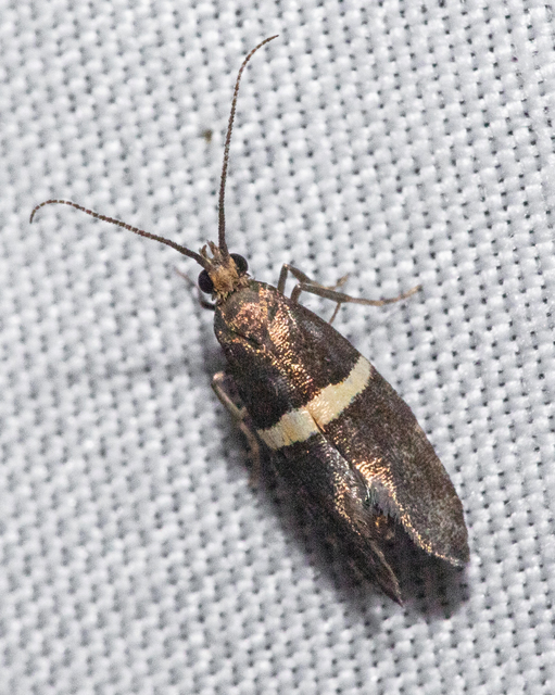 Eidophasia messingiella - kakukktormamoly