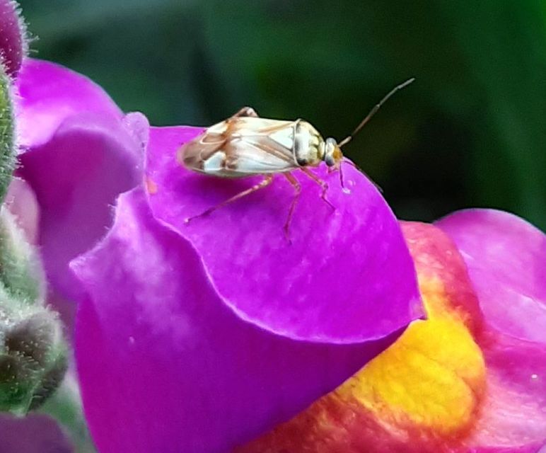 Lygus pratensis - változó mezeipoloska
