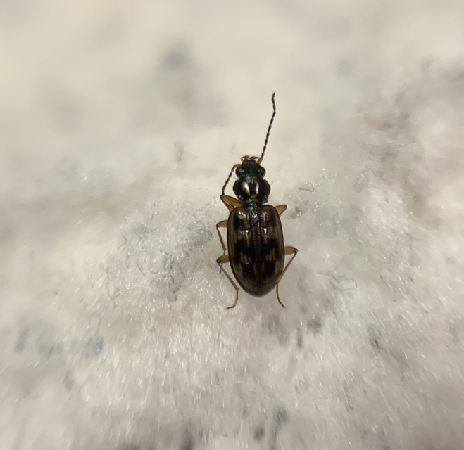 Bembidion fumigatum - csíkos gyorsfutó