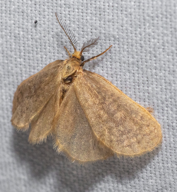 Bijugis bombycella - alkonyati zsákhordólepke