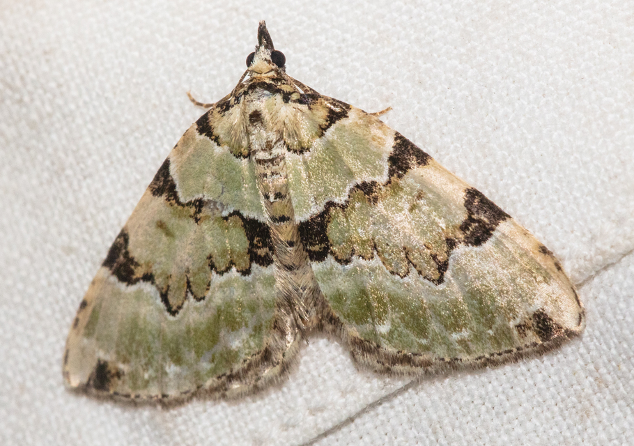 Colostygia pectinataria - zöld levélaraszoló