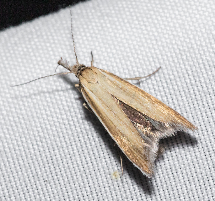 Pleurota