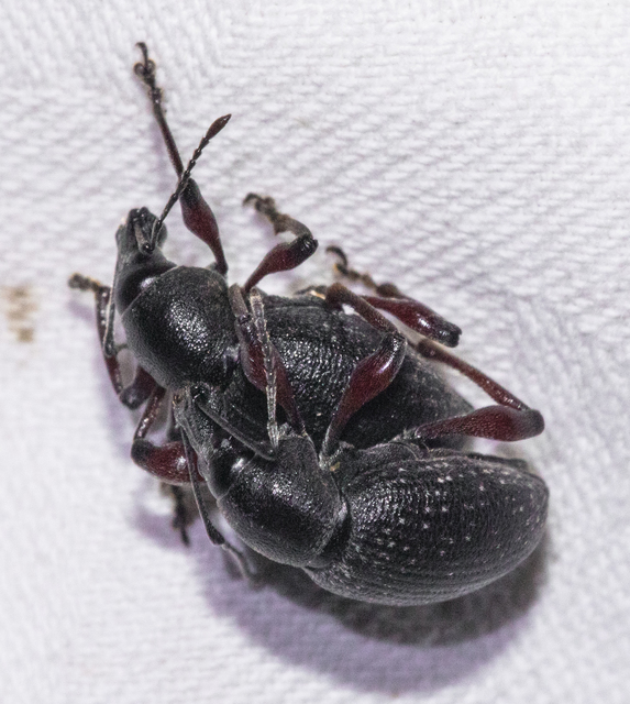Otiorhynchus hungaricus - magyar gyalogormányos