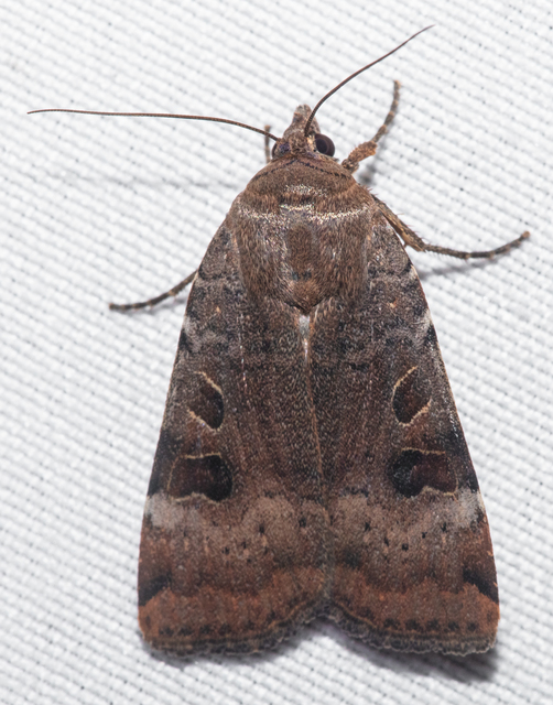 Noctua interposita - köztes sárgafűbagoly