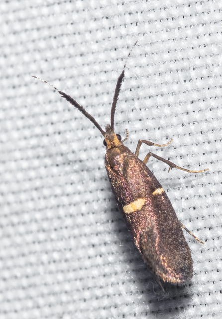 Eidophasia messingiella - kakukktormamoly
