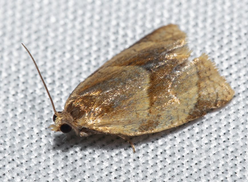 Clepsis rurinana - fakó sodrómoly