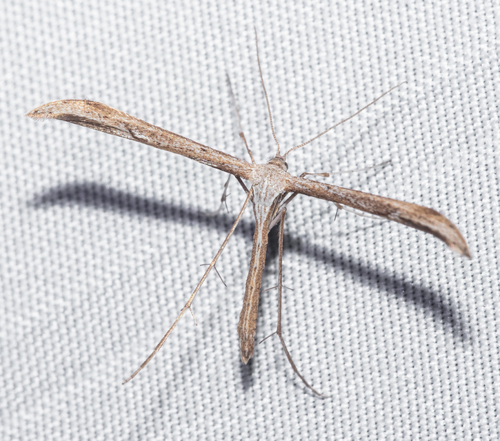 Pterophoridae - tollasmolyfélék