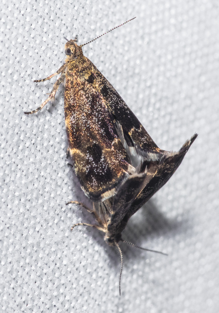 Anthophila fabriciana - lápréti levélmoly