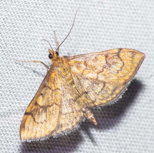 Anania verbascalis - aranyszínű dudvamoly