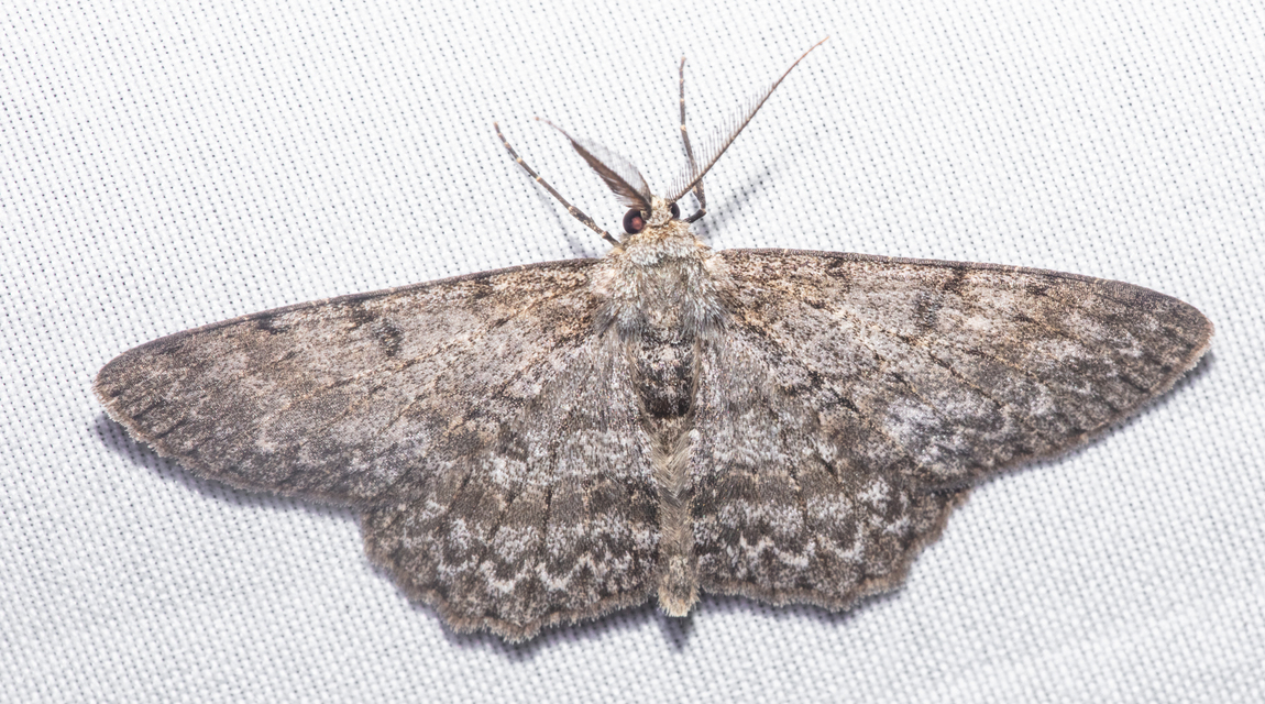 Hypomecis punctinalis - pettyes faaraszoló