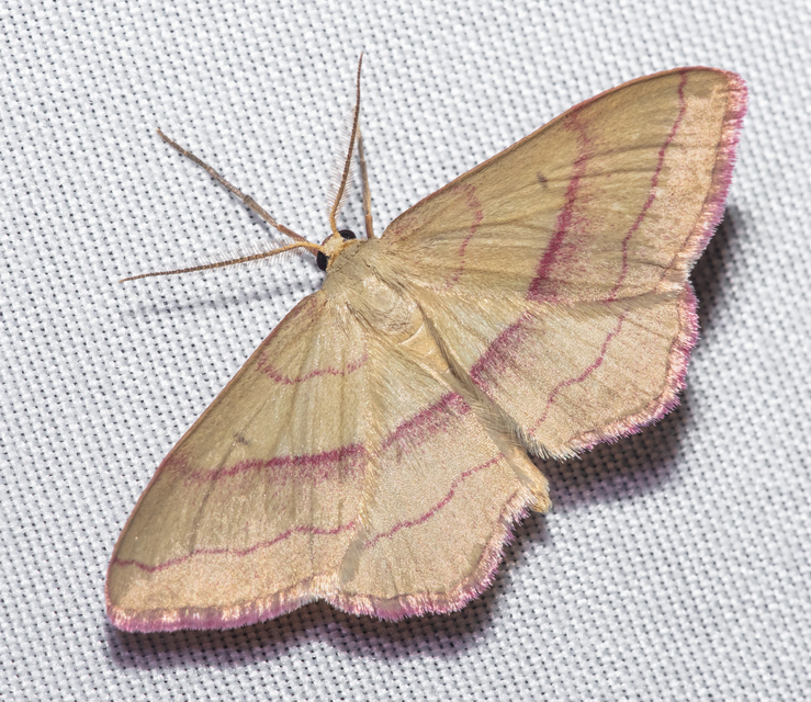 Rhodostrophia vibicaria - pirosszélű araszoló