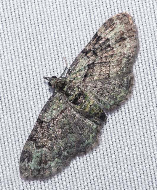 Pasiphila rectangulata - almavirág-araszoló