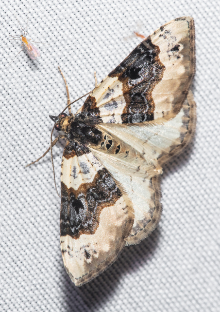 Cosmorhoe ocellata - szemes galajaraszoló