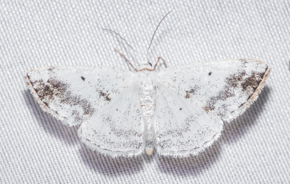 Lomographa temerata - foltos fehéraraszoló