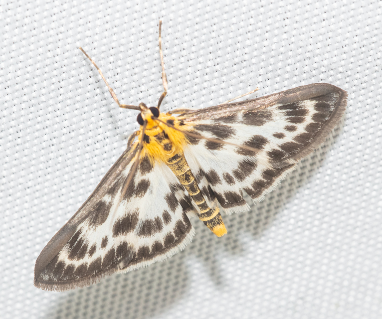 Anania hortulata - tarka csalánmoly