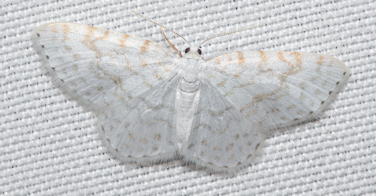 Asthena albulata - gyertyán-fehéraraszoló