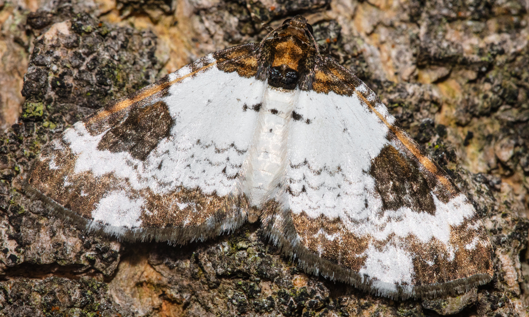Melanthia procellata - hullámos tarkaaraszoló