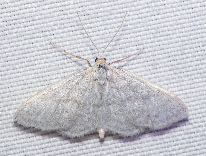 Idaea subsericeata - ötvonalas apróaraszoló