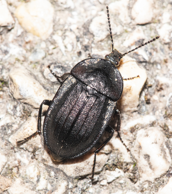 Phosphuga atrata - bordás csigarabló