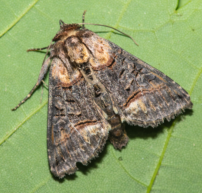 Abrostola asclepiadis - barnaövű csalánbagoly