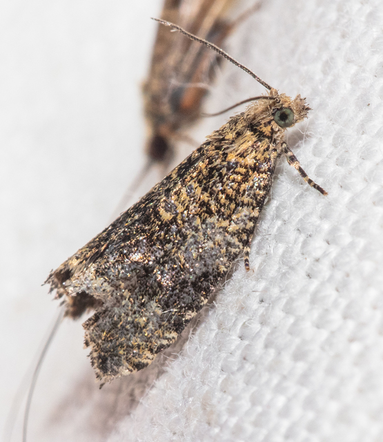 Celypha lacunana - vízparti tükrösmoly