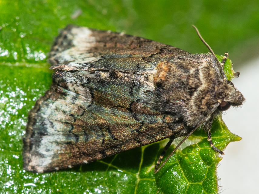Oligia strigilis - kormos dudvabagoly