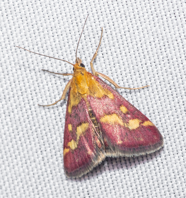 Pyrausta purpuralis - közönséges bíbormoly