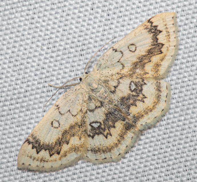 Cyclophora annularia - gyűrűs pettyesaraszoló