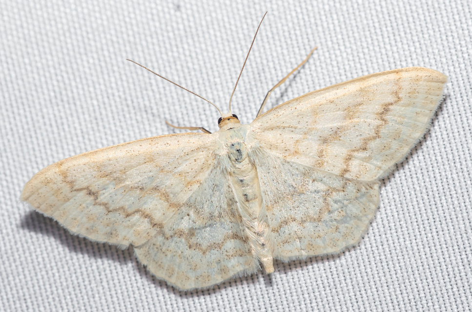 Scopula floslactata - tejfehér sávosaraszoló