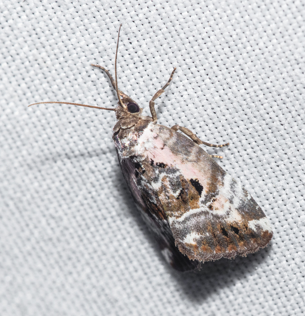 Hapalotis venustula - rózsaszínű mázasbagoly