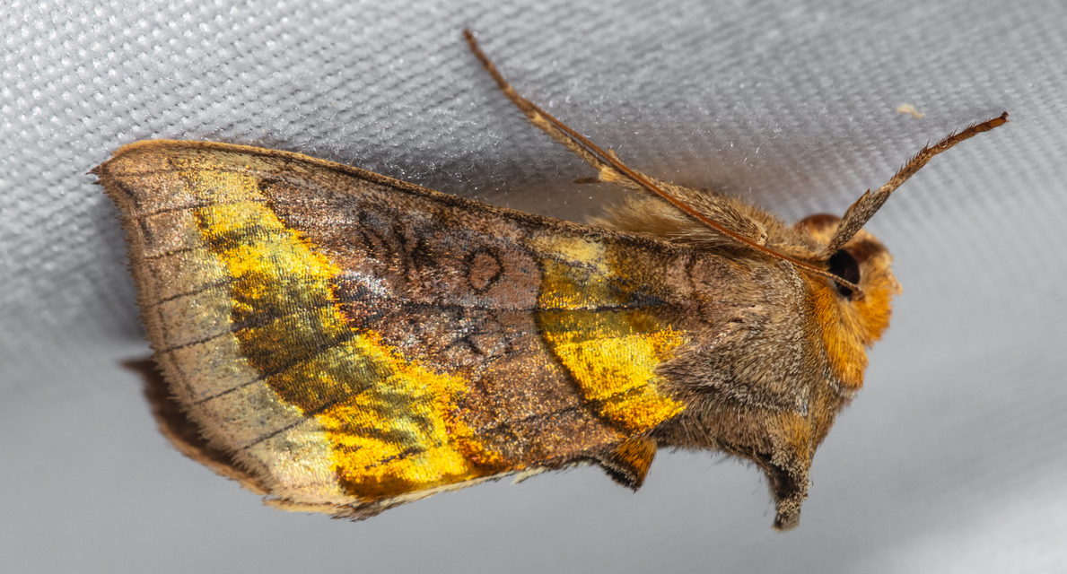 Diachrysia chrysitis - aranybagoly