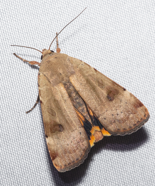Noctua interposita - köztes sárgafűbagoly