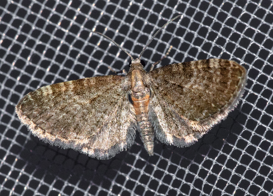 Eupithecia haworthiata - rozsdástestű törpearaszoló