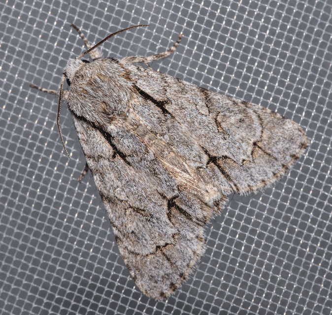 Acronicta cuspis/tridens/psi