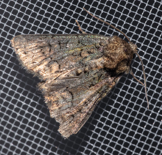 Oligia strigilis - kormos dudvabagoly