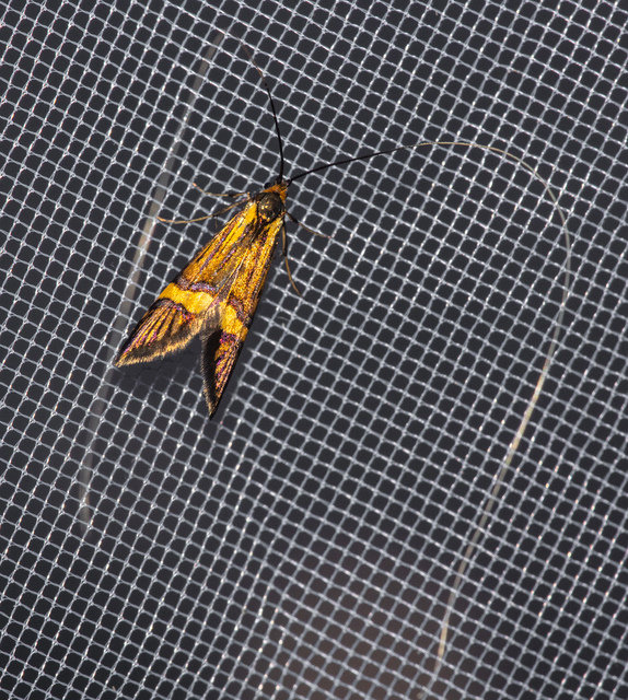 Nemophora degeerella - pompás tőrösmoly