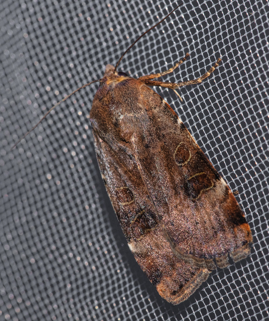 Noctua interposita - köztes sárgafűbagoly
