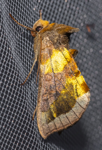 Diachrysia chrysitis - aranybagoly