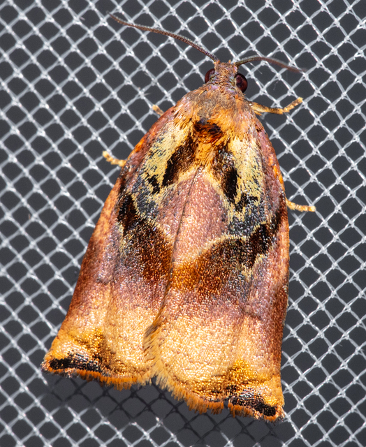 Archips podana - dudvarágó sodrómoly