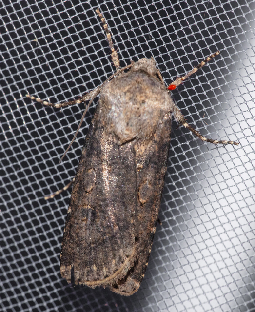 Agrotis segetum - vetési földibagoly