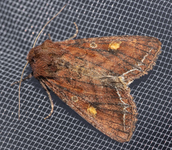 Lacanobia oleracea - saláta-kertibagoly