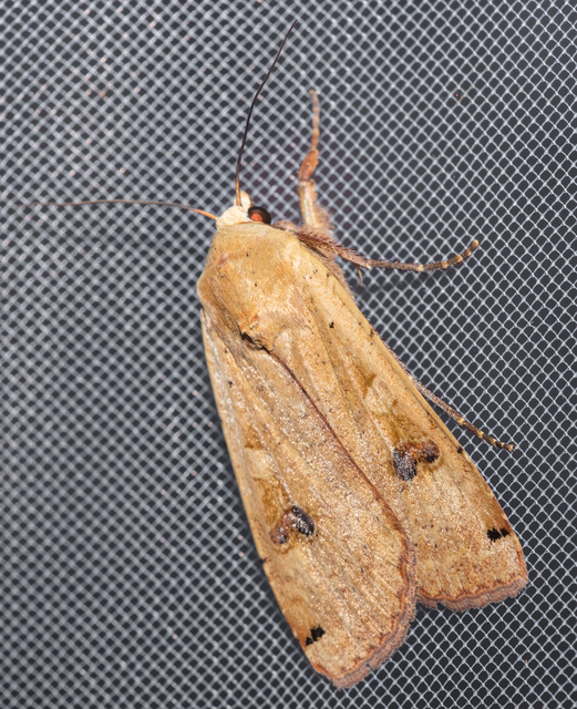 Noctua pronuba - nagy sárgafűbagoly