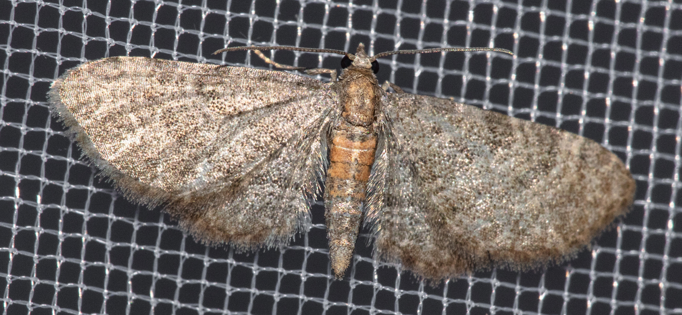 Eupithecia haworthiata - rozsdástestű törpearaszoló