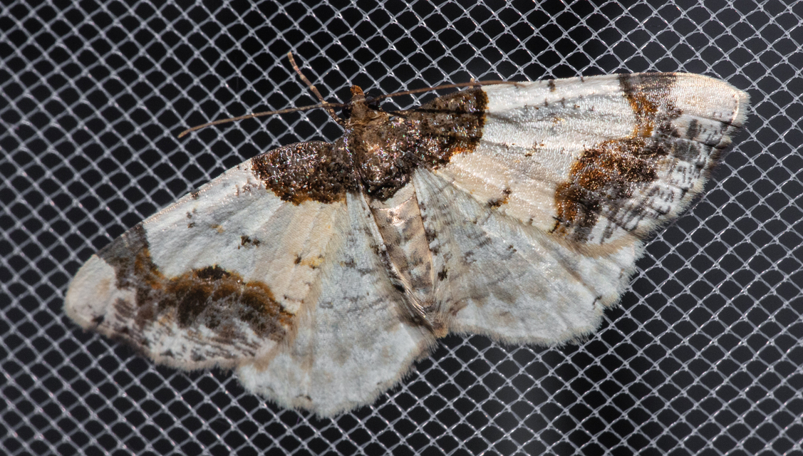 Ligdia adustata - barna levélaraszoló
