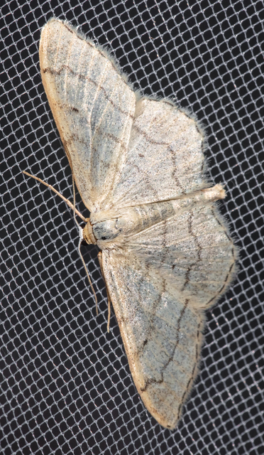 Idaea aversata - nagy sávosaraszoló