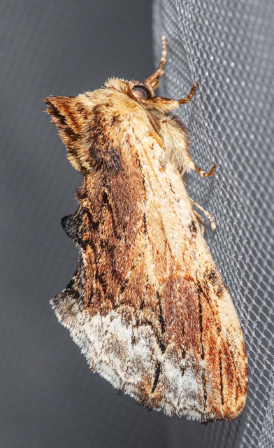 Ptilodon cucullina - csuklyás púposszövő