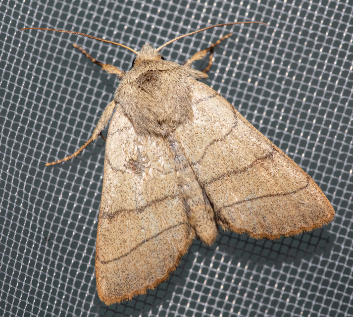 Charanyca trigrammica - háromsávos lombbagoly
