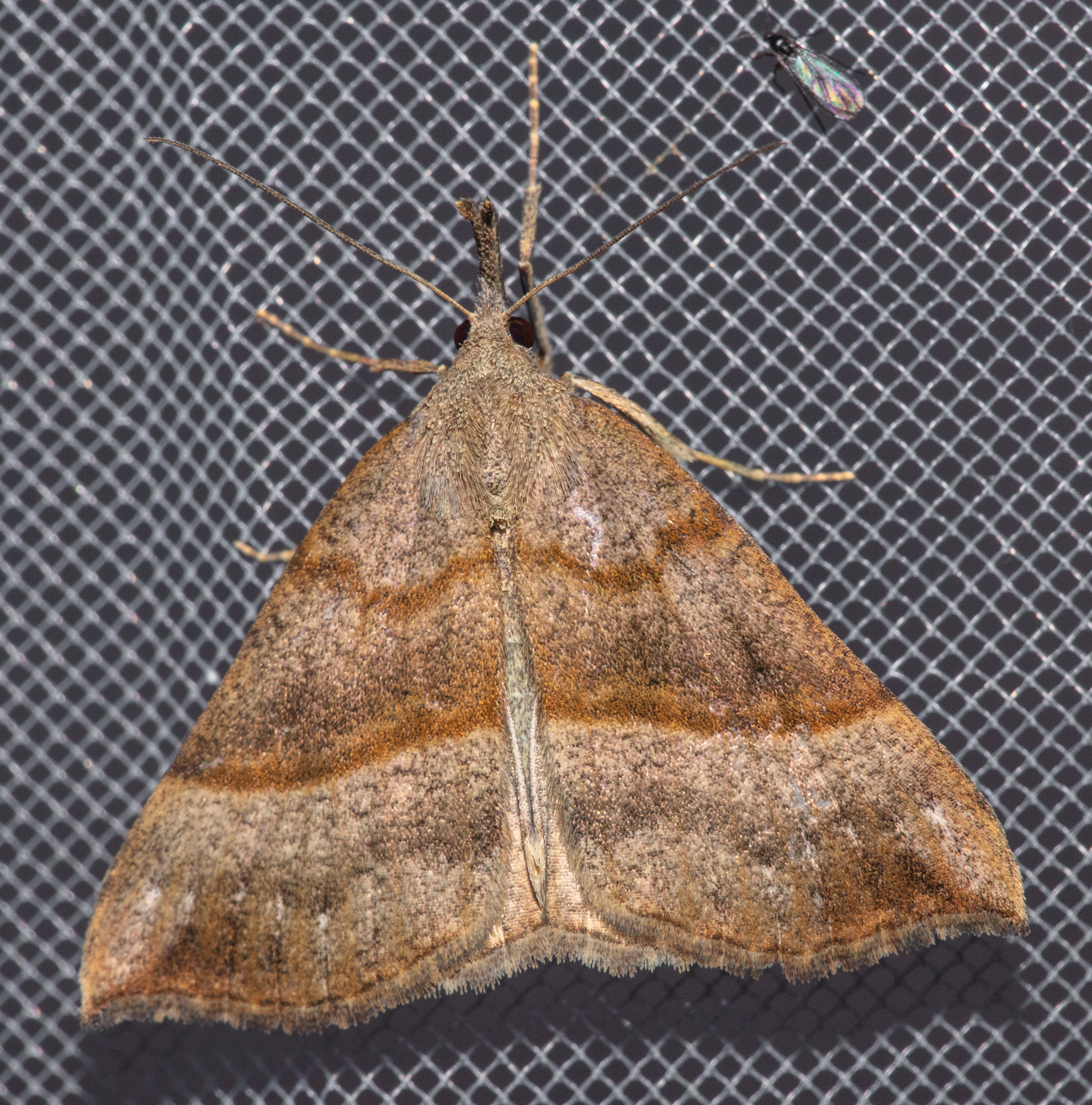 Hypena proboscidalis - ormányos karcsúbagoly